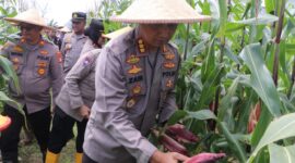 Dukung Program Ketahanan Pangan, Kapolres Metro Tangerang Panen Raya Jagung Serentak Sebanyak 2,5 Ton.