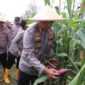 Dukung Program Ketahanan Pangan, Kapolres Metro Tangerang Panen Raya Jagung Serentak Sebanyak 2,5 Ton.