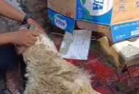 PWI Kota Tangerang Sembelih 6 Kambing Kurban pada Idul Adha 2025.