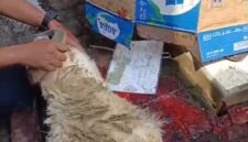 PWI Kota Tangerang Sembelih 6 Kambing Kurban pada Idul Adha 2025.