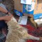 PWI Kota Tangerang Sembelih 6 Kambing Kurban pada Idul Adha 2025.