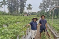 Panen Cabai di Kerotek, SMSI Cilegon Tunjukkan Media Tak Sekadar Menulis Berita.