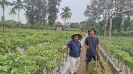 Panen Cabai di Kerotek, SMSI Cilegon Tunjukkan Media Tak Sekadar Menulis Berita.