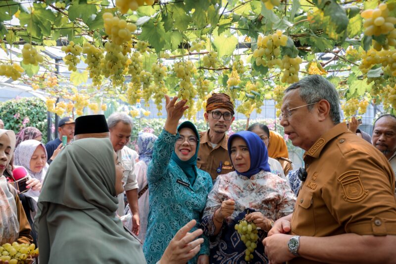 Ketua TP PKK Provinsi Banten Tinawati Andra Soni Ikuti Panen Anggur Ponjay Bendav Kota Tangerang Selatan.